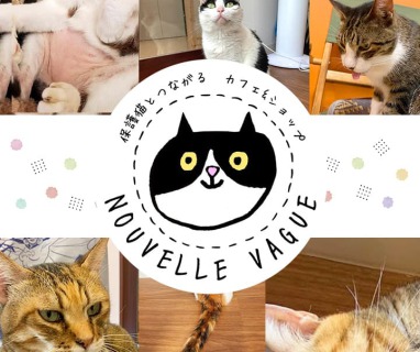 保護猫カフェ Nouvelle Vagueさま